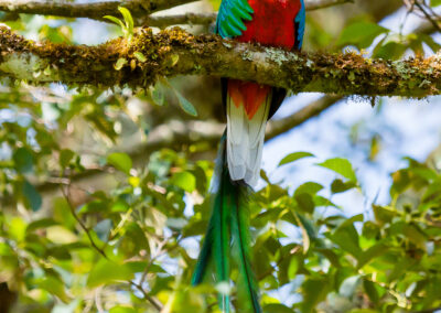Quetzal Männchen