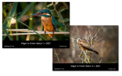 Fotokalender 2021 – Vögel in freier Natur