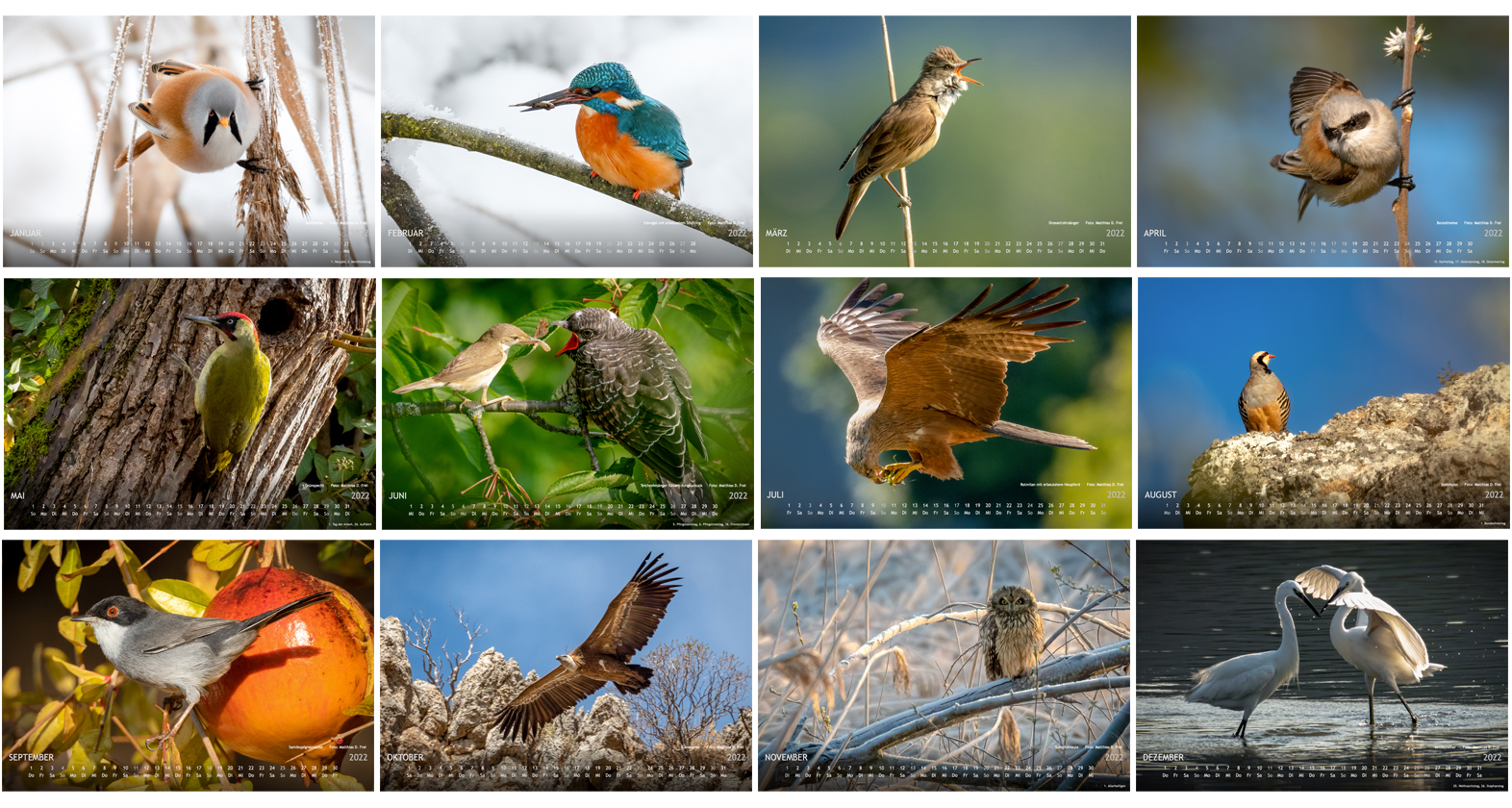 Fotokalender 2022 Wundervolle Vogelwelt