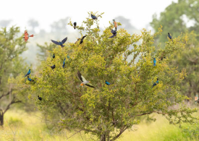 Vogelvielfalt im Krüger Nationalpark
